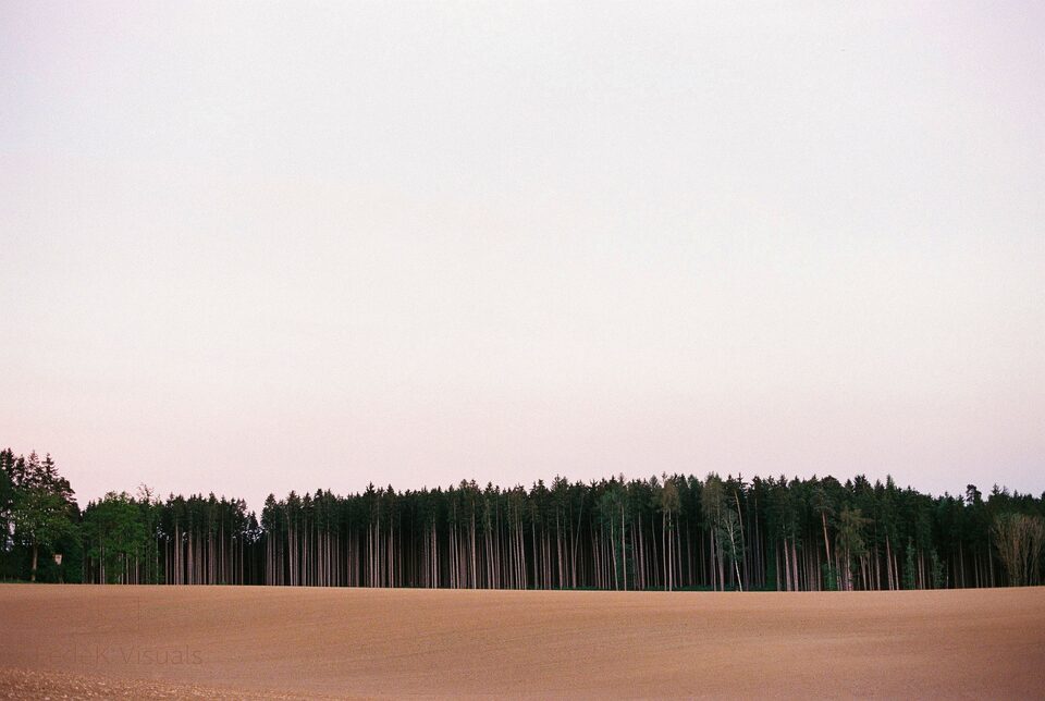 A ploughed brown field meeting a dense line of pine trees under an empty pale sky.