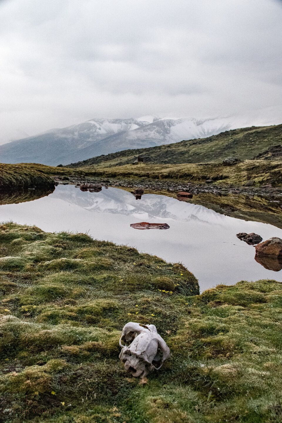 A bleached animal skull lying in mossy grass beside a still tarn that mirrors snow-capped peaks.