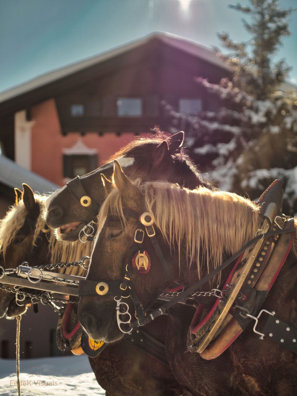 Three draft horses in decorated harness, manes lit from behind by low winter sun in the snow.
