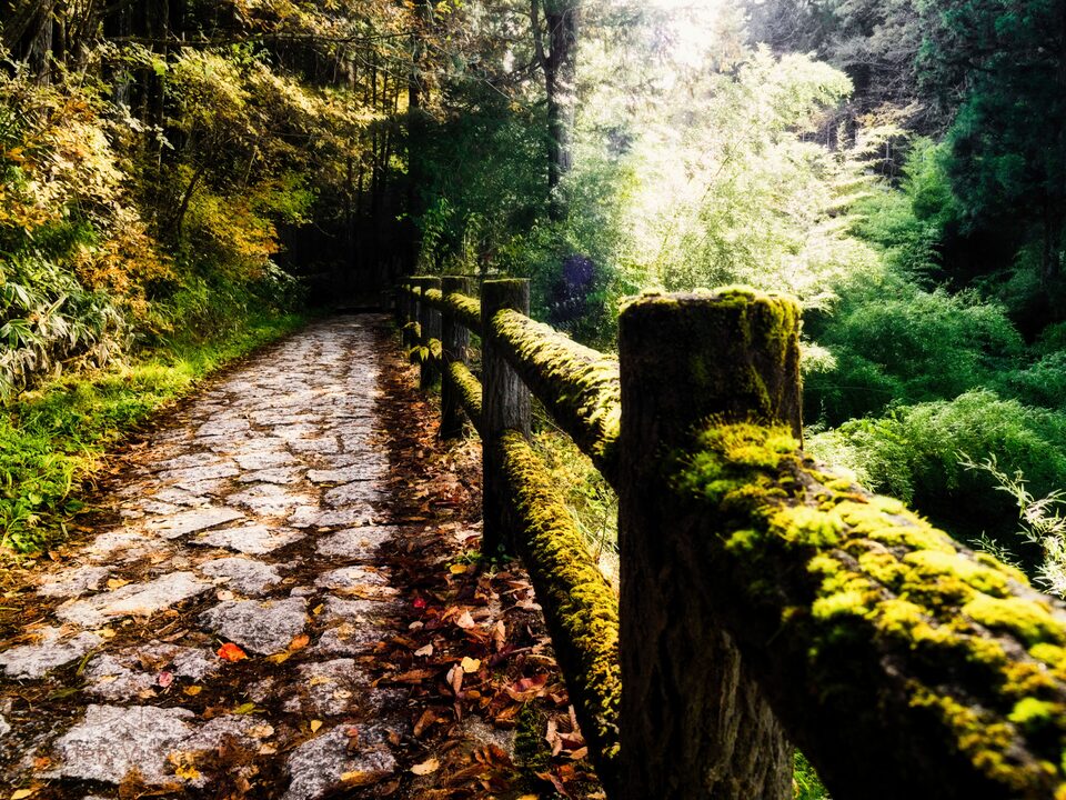 A wet stone path running between moss-covered walls under a canopy of autumn trees.