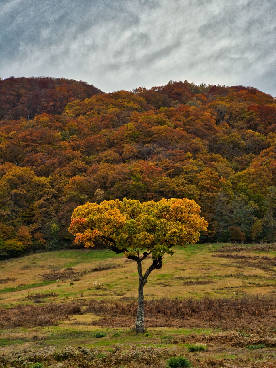 A single golden tree standing alone in a meadow below hills of deep autumn colour.