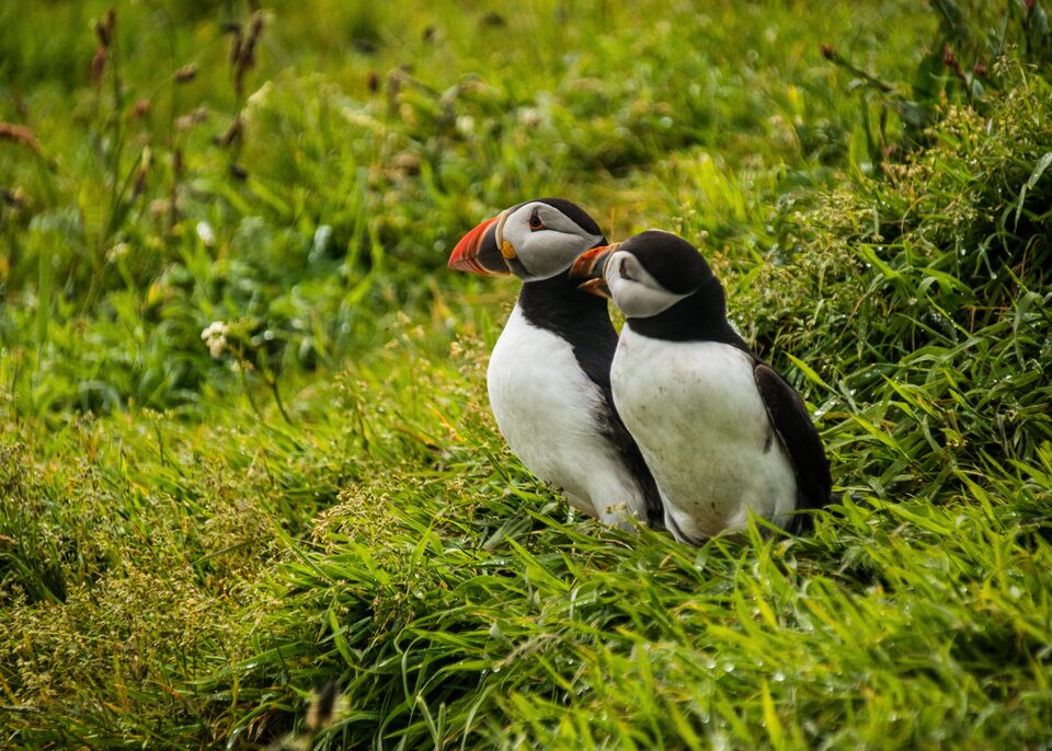 Two puffins standing together in thick green grass on a clifftop.