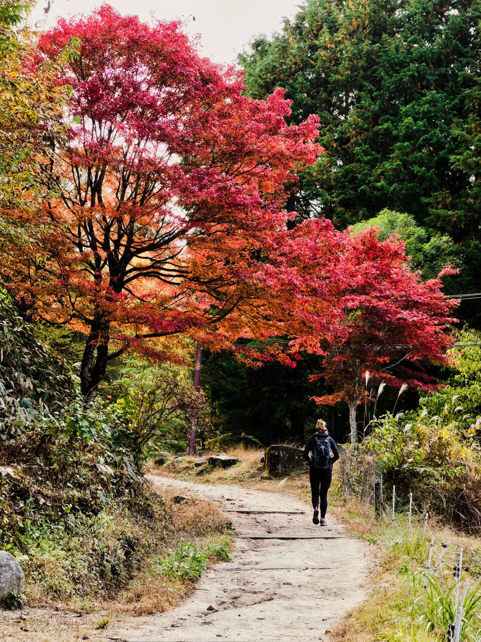 A figure walking a woodland path beneath brilliant red and orange maples.