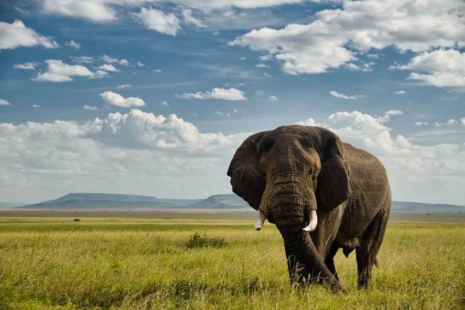 A bull elephant walking straight towards the camera across open green savanna under a big cloudy sky.