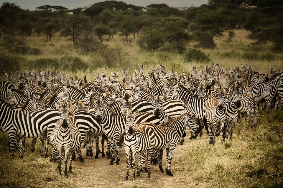 A dense herd of zebra packed together in dry grass, their stripes merging into one pattern.