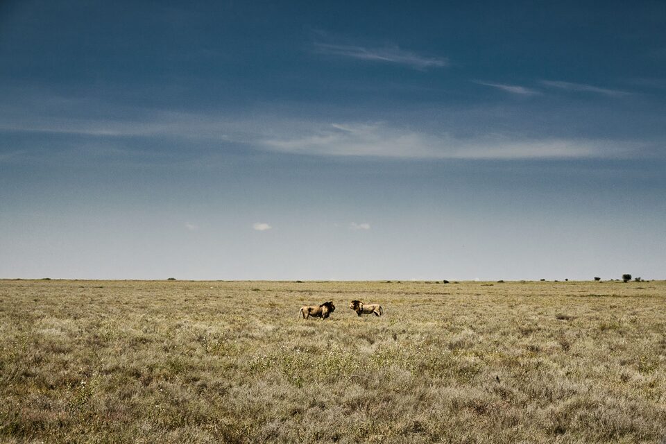 Two maned male lions facing each other on an empty grass plain under a vast open sky.