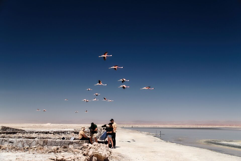 Flamingos in flight over a pale salt lagoon while a small group of people watch and film from the shore.